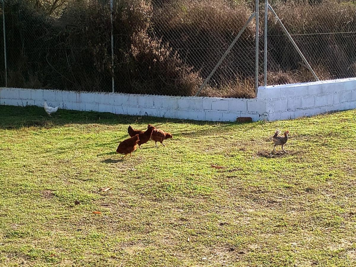 Casa De Campo Los Manueles Ideal Perros Pet Friendly Gojar Extérieur photo